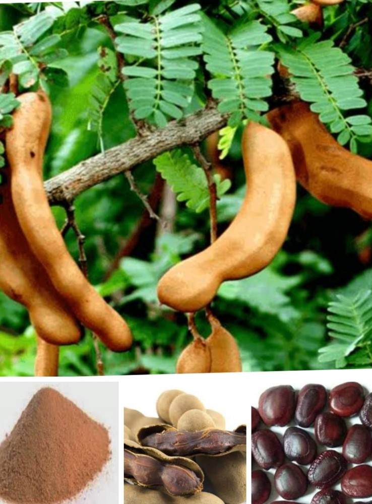 Tamarind Seed